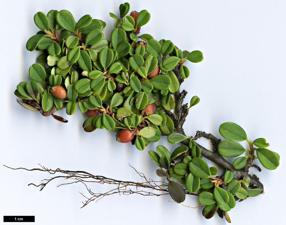 High resolution image: Family: Rosaceae - Genus: Cotoneaster - Taxon: procumbens
